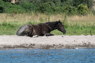 Horse in river