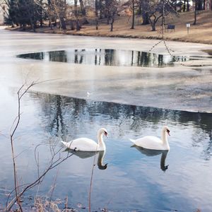 Swans swimming in lake