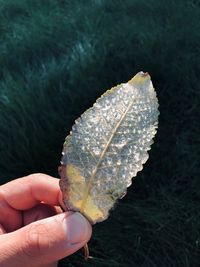 Close-up of person holding leaf