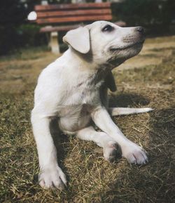 View of a dog looking away on field