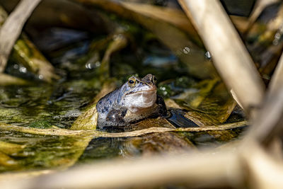 Close-up of turtle swimming in lake