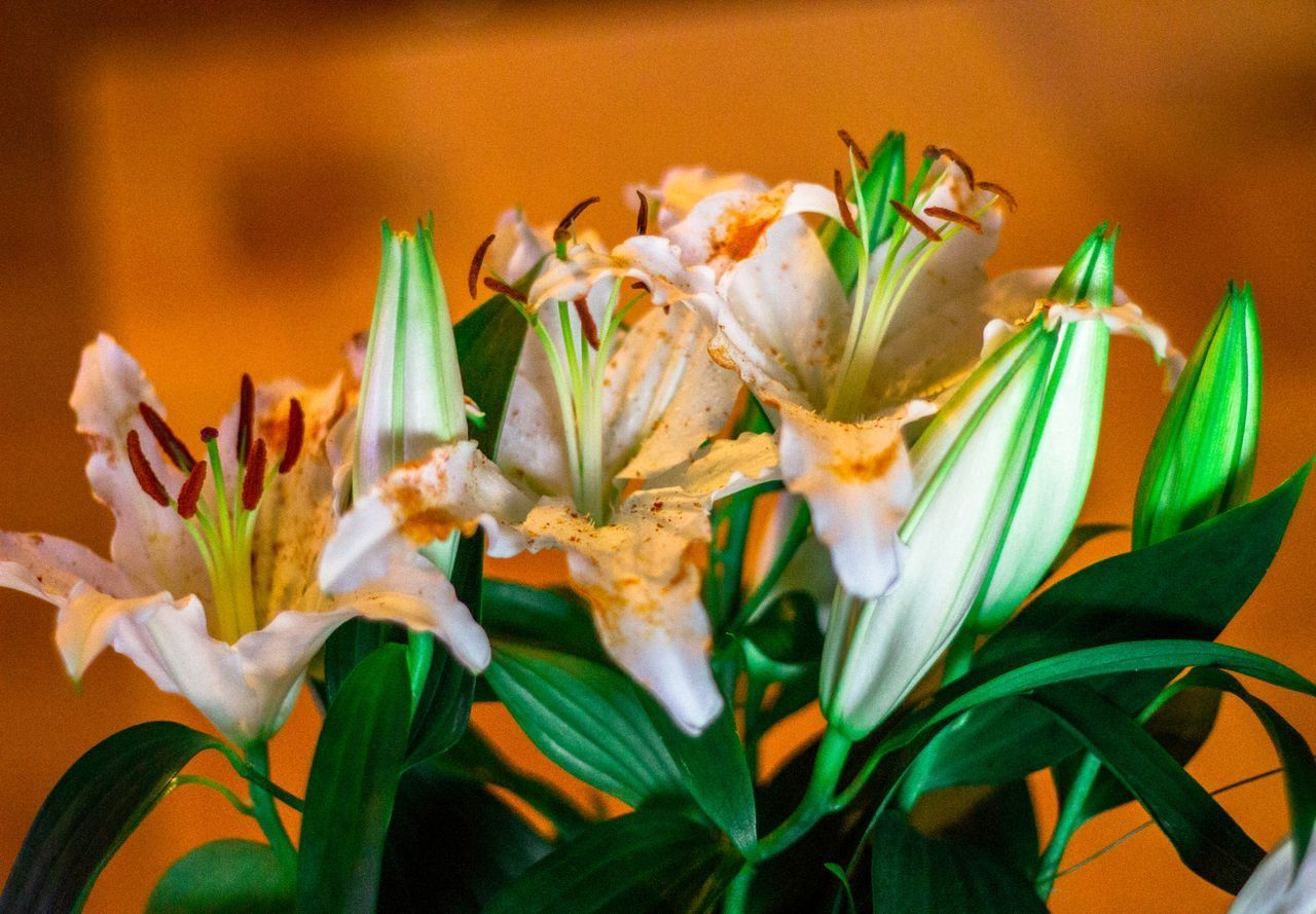 CLOSE-UP OF FLOWERING PLANT AGAINST WHITE WALL