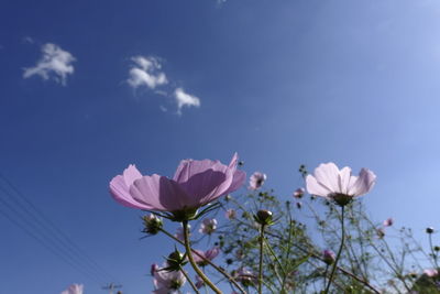 Low angle view of pink flowers against blue sky