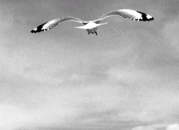 Low angle view of seagulls flying against sky