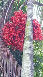 Close-up of plants