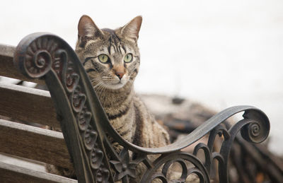 Close-up of cat sitting on bench