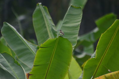 Green nature banana leaves and the hummingbird