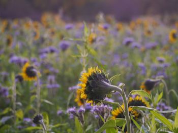 Close-up of purple flowering plant on field