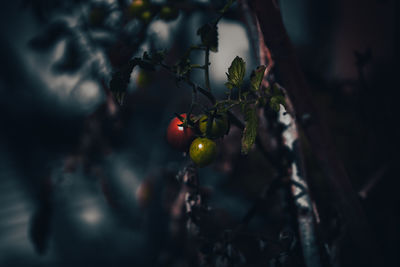 Close-up of berries growing on tree