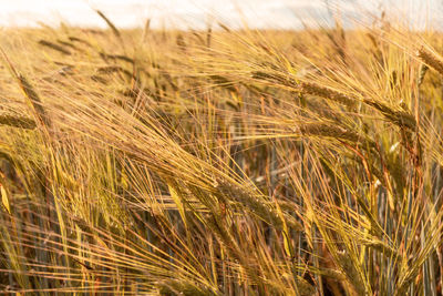 Close-up of wheat field