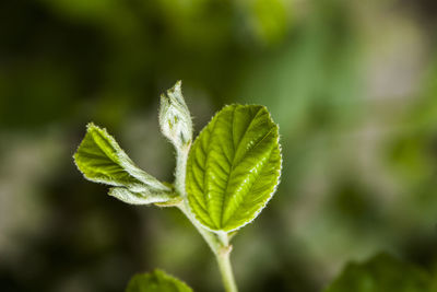 Close-up of green plant outdoors