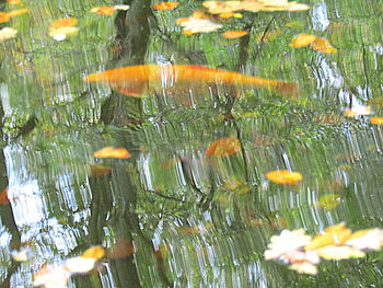 Close-up of jellyfish swimming in water