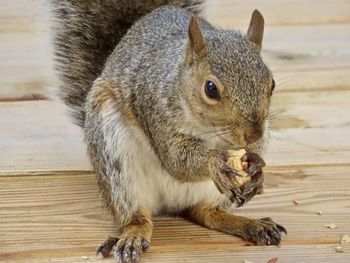 Squirrel with a peanut