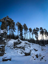 Low angle view of snow covered trees against clear blue sky