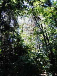 Low angle view of trees in forest