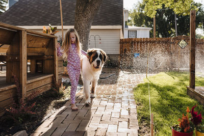 Little girl leads big st. bernard dog along backyard sidewalk