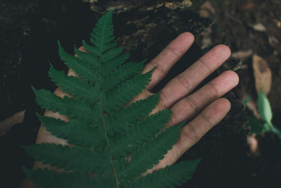 Close-up of hand with leaves
