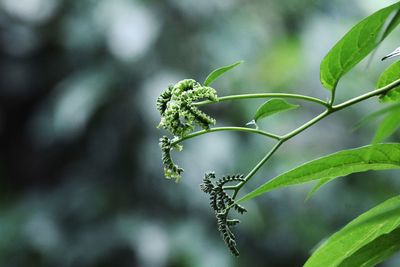 Close-up of insect on plant