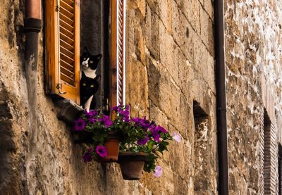 Close-up of cat by flower plants