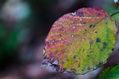 Close-up of leaf against blurred background