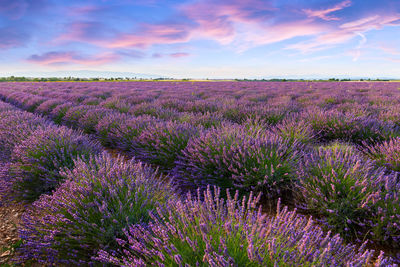 Purple flowering plants on field against sky