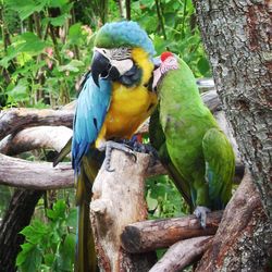 Close-up of parrot perching on branch