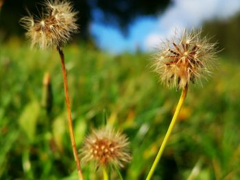 Close-up of dandelion on field