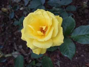 Close-up of yellow flower blooming outdoors