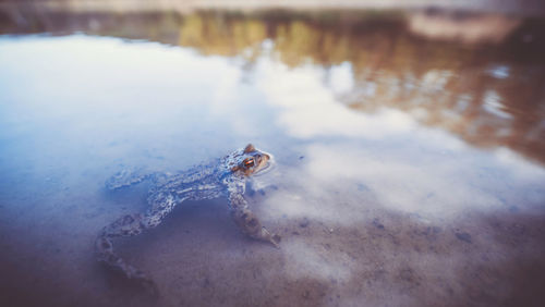 High angle view of crab in lake