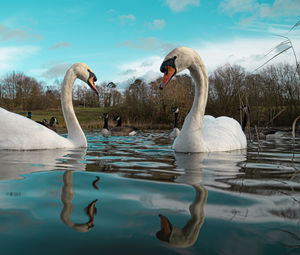 Swan floating on lake