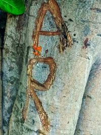 Close-up of heart shape on tree trunk