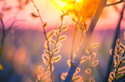 Beautiful willow branches with spring blossoms during morning hours. seasonal scenery of europe.