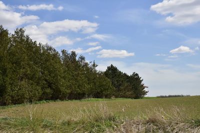 Trees on field against sky