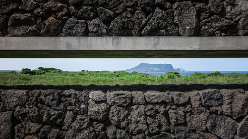 Plants growing on rock against wall