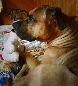 Close-up of dog relaxing on bed at home