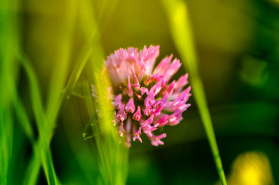 Close-up of pink flowering plant