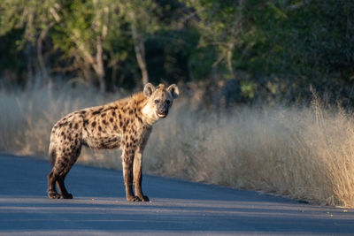 Side view of cat walking on road