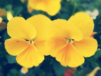 Close-up of yellow flower blooming outdoors