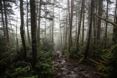 Pine trees in forest