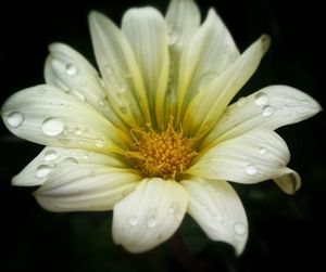 Close-up of water drops on flower