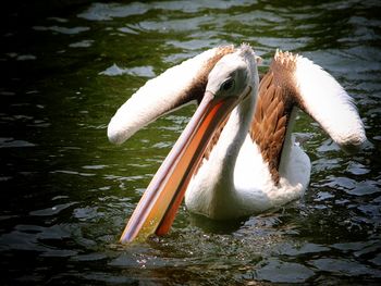 Close-up of swan in lake