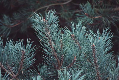 Close-up of pine tree