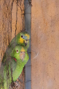 Close-up of parrot perching on tree