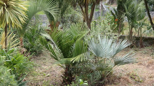 Palm trees growing in forest