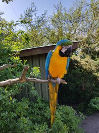 Bird perching on a tree