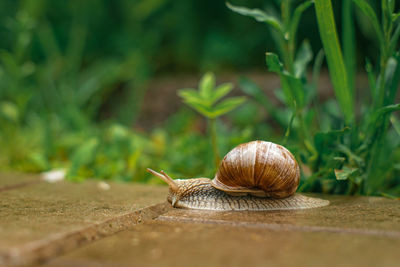 Close-up of snail on bricks