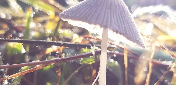 Close-up of mushroom growing on field