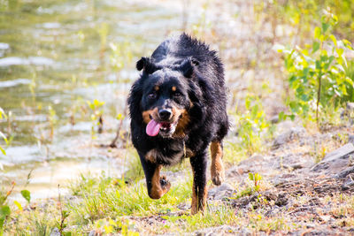 Border collie mix dog while playing in the countryside