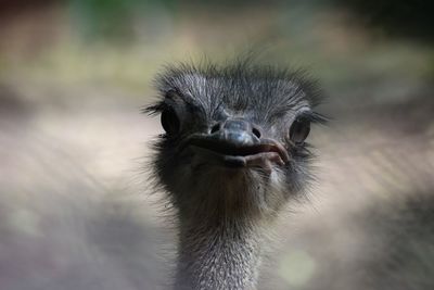 Close-up of ostrich