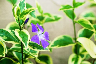 Close-up of purple flowers blooming outdoors